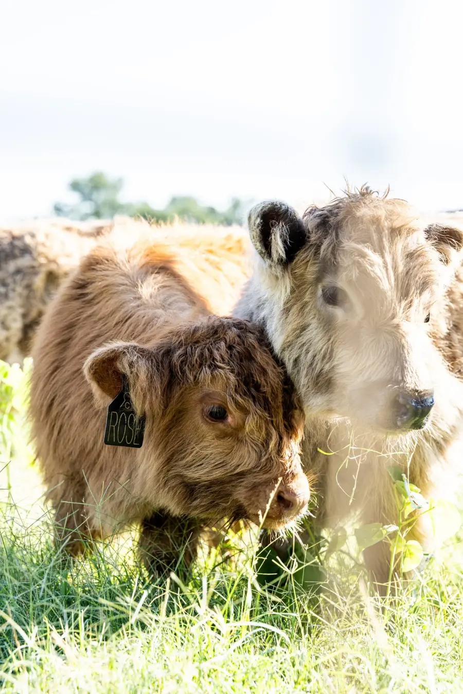 Highland Calves