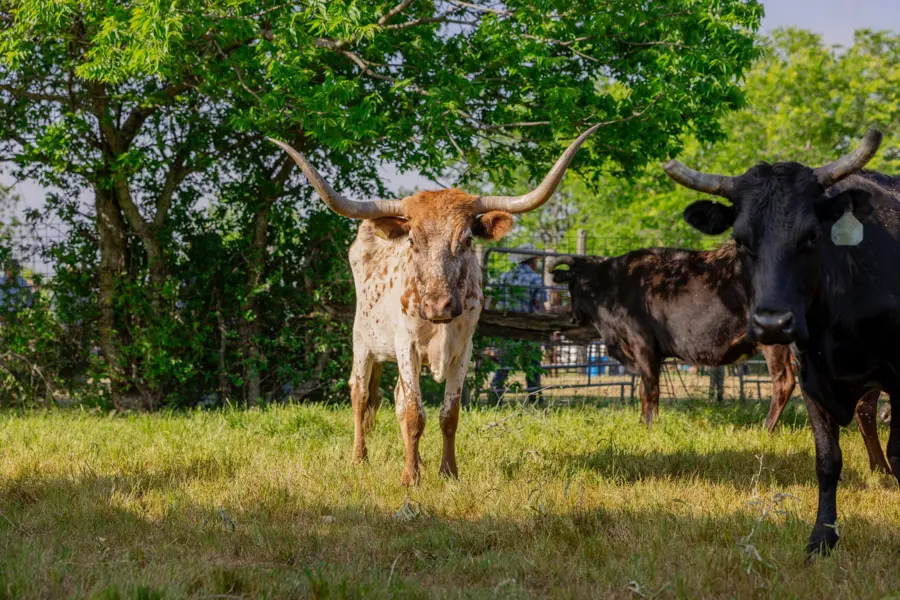 Longhorns