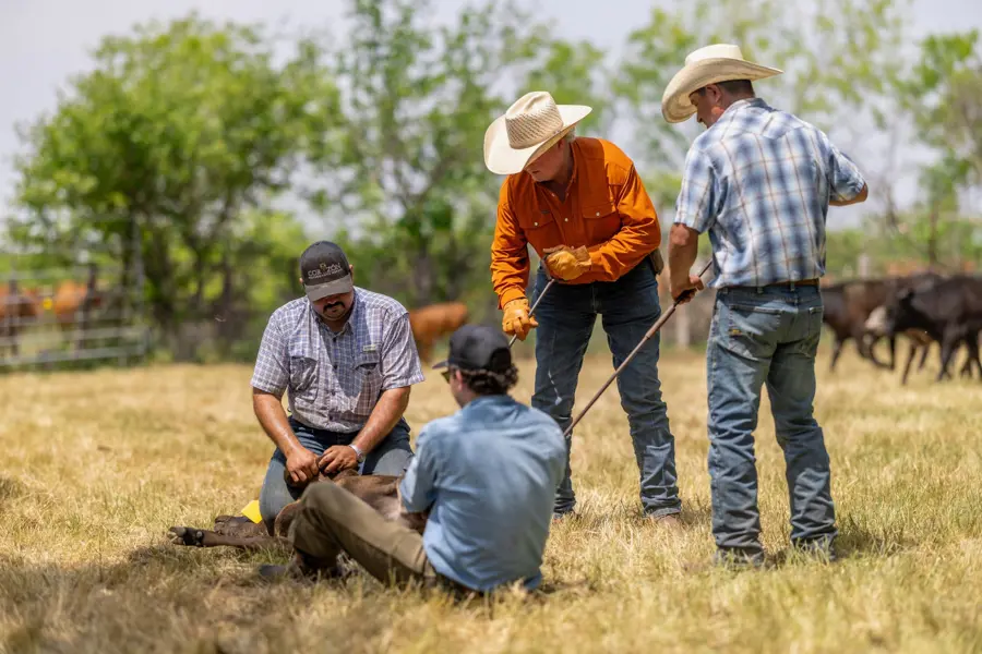 Working Cattle