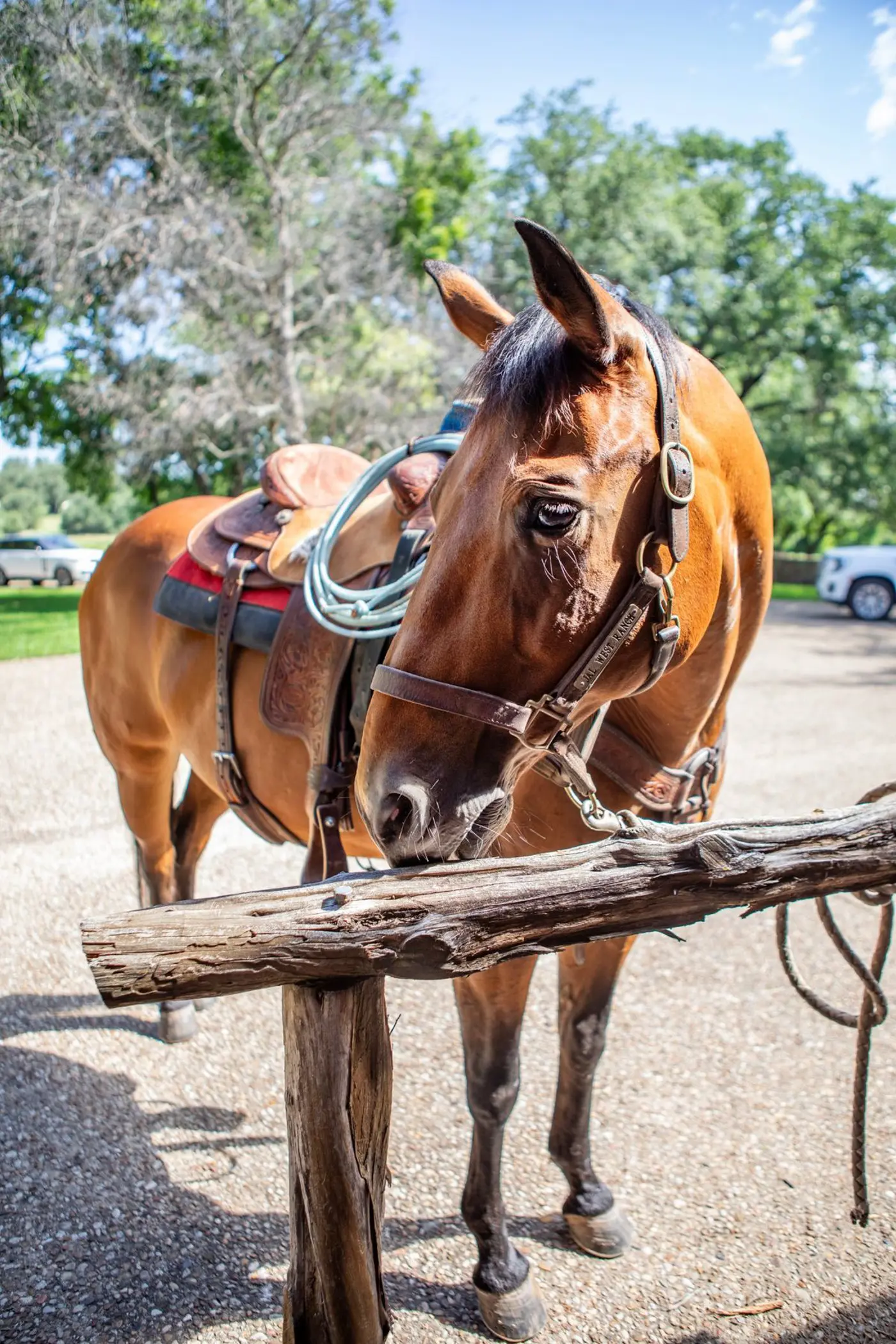 Horse-First Philosophy